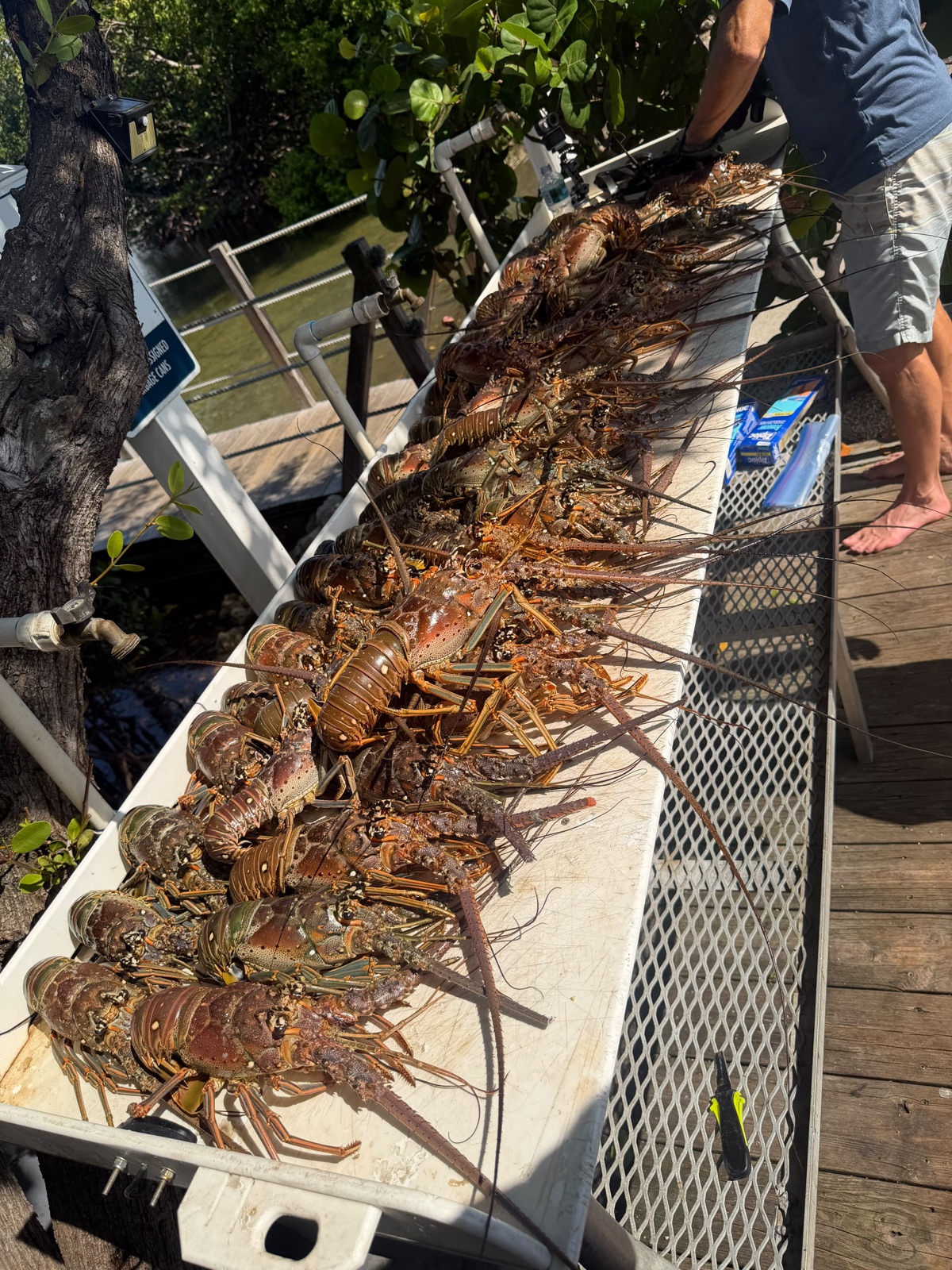 Forty-eight bugs on the cleaning table: the legal limit for four divers in Miami-Dade waters.